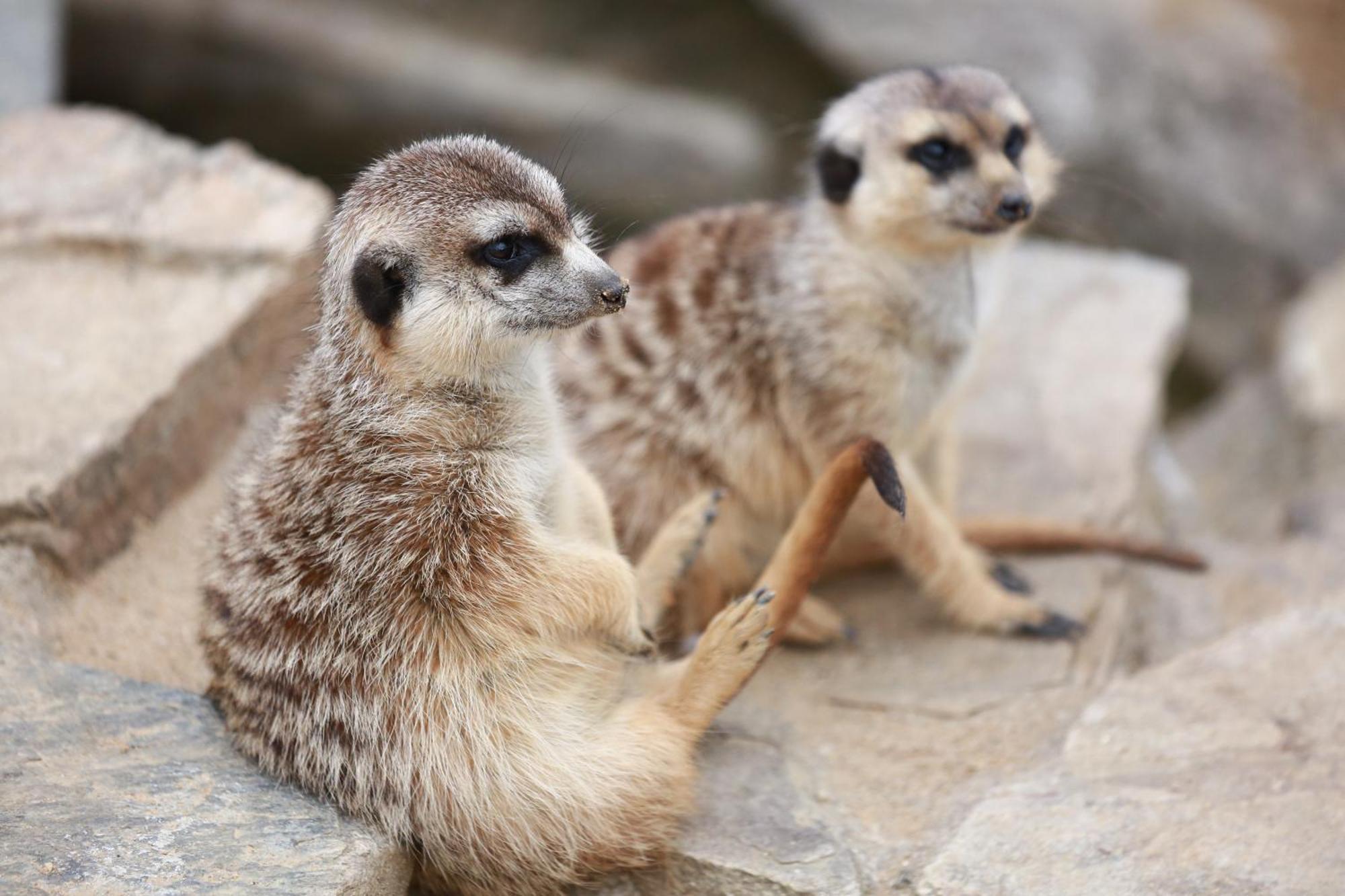 Faunapark Lipova-Lazne Kültér fotó