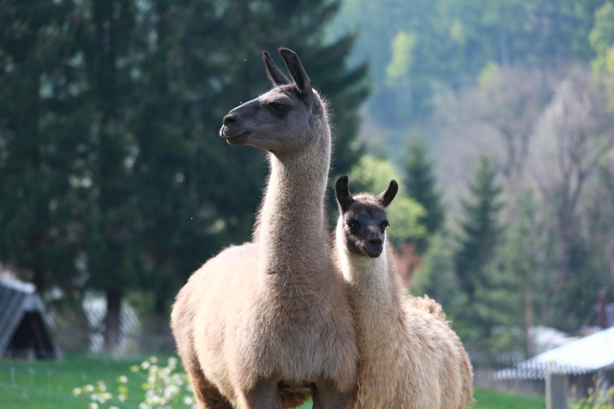 Faunapark Lipova-Lazne Kültér fotó